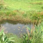 Lago de Oxigenação onde foi desenvolvido o o projeto de Tratamento de Efluentes por Zona de Raízes (TZR).