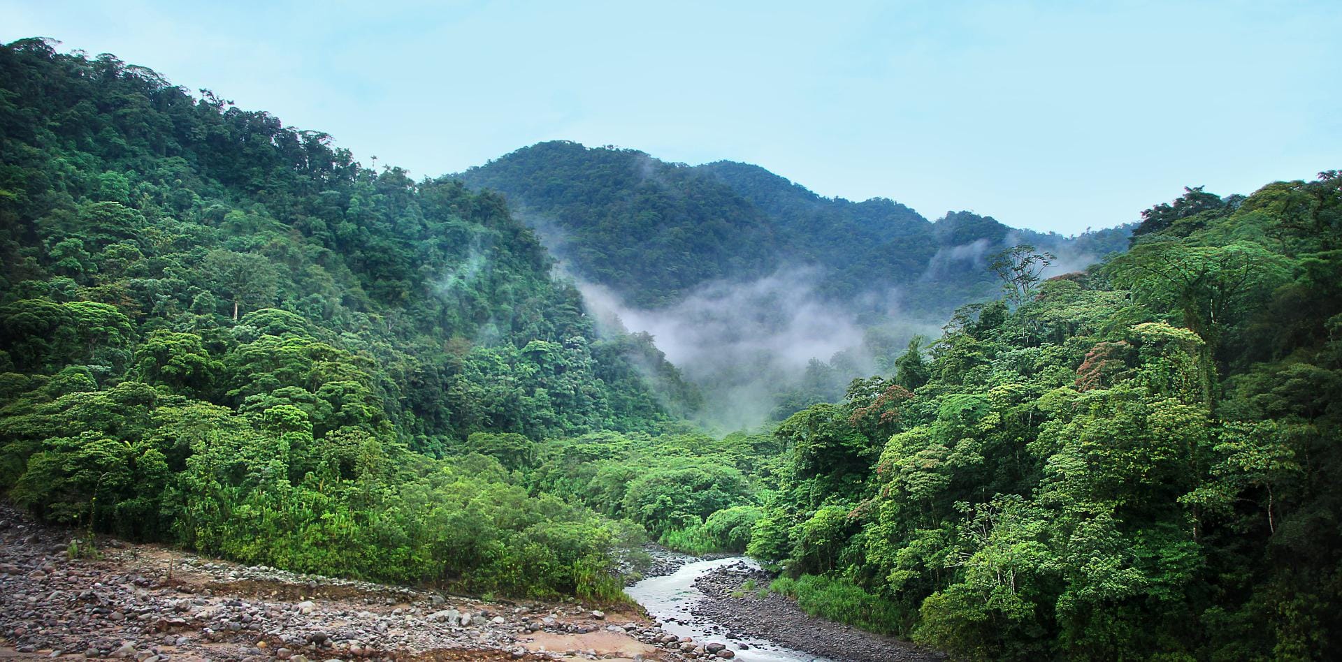 jungle-4003374_1920