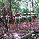 Meliponário com dois anos de implantação, o qual consta com 20 colmeias de abelhas uruçu verdadeira (Melipona scutellaris) na Bahia. A criação racional das abelhas do gênero Melipona vem sendo implantada em diversas comunidades como ação socioambiental
<br />
Foto: Arquivo Núcleo Estrela da Manhã